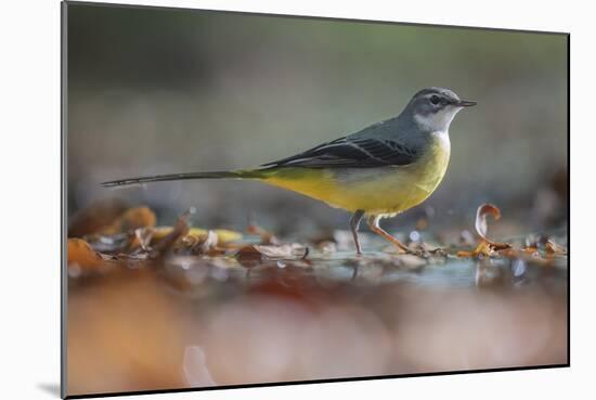 Bird Focus - Pause-Staffan Widstrand-Mounted Giclee Print