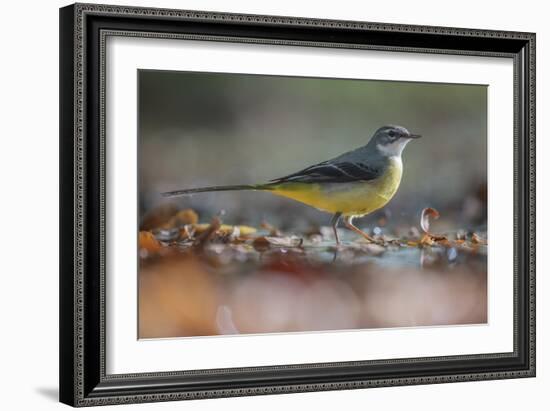 Bird Focus - Pause-Staffan Widstrand-Framed Giclee Print