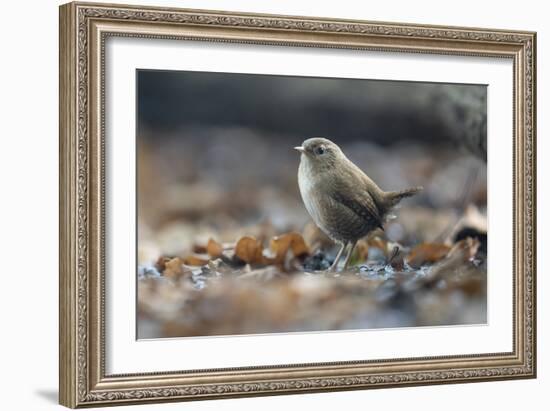 Bird Focus - Rest-Staffan Widstrand-Framed Giclee Print