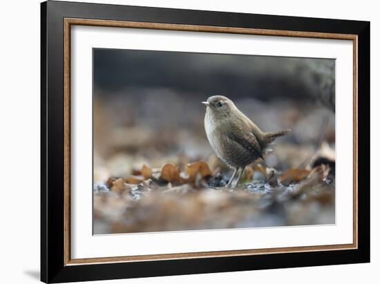 Bird Focus - Rest-Staffan Widstrand-Framed Giclee Print