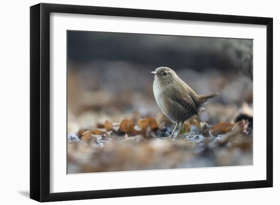 Bird Focus - Rest-Staffan Widstrand-Framed Giclee Print