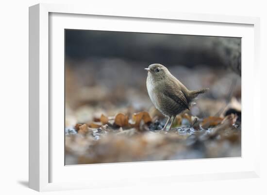 Bird Focus - Rest-Staffan Widstrand-Framed Giclee Print