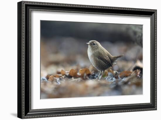 Bird Focus - Rest-Staffan Widstrand-Framed Giclee Print