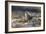 Bird Focus - Rest-Staffan Widstrand-Framed Giclee Print