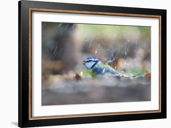 Bird Focus - Splash-Staffan Widstrand-Framed Giclee Print