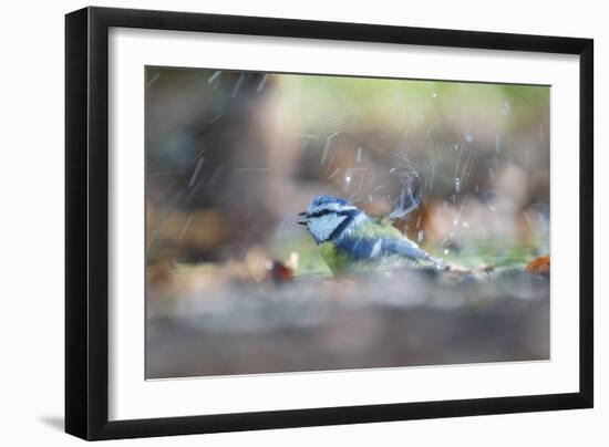 Bird Focus - Splash-Staffan Widstrand-Framed Giclee Print