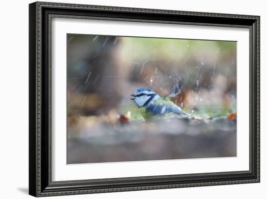 Bird Focus - Splash-Staffan Widstrand-Framed Giclee Print