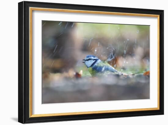 Bird Focus - Splash-Staffan Widstrand-Framed Giclee Print