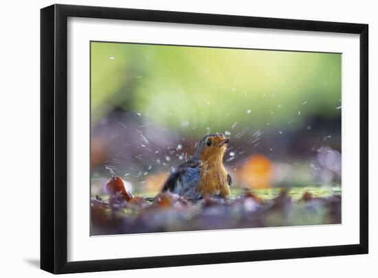 Bird Focus - Wash-Staffan Widstrand-Framed Giclee Print