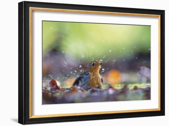 Bird Focus - Wash-Staffan Widstrand-Framed Giclee Print