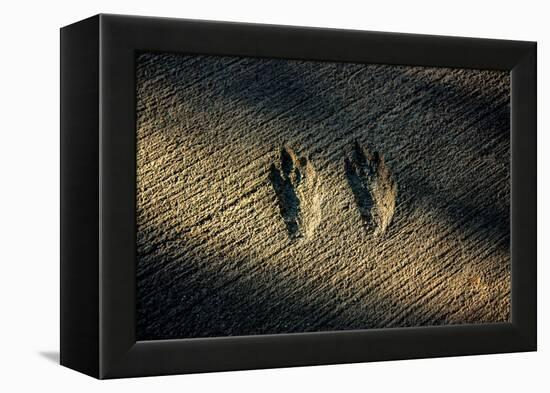 Bird Footprints in the Sand-null-Framed Stretched Canvas