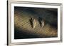 Bird Footprints in the Sand-null-Framed Photo
