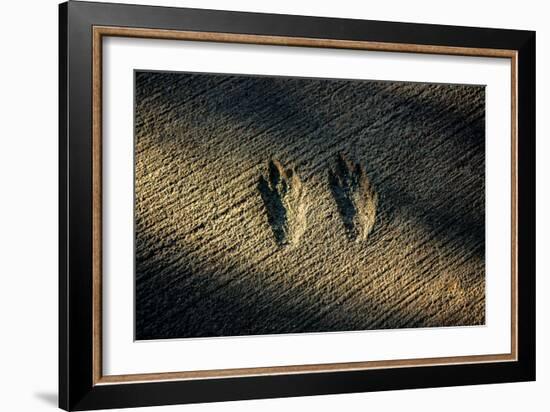 Bird Footprints in the Sand-null-Framed Photo
