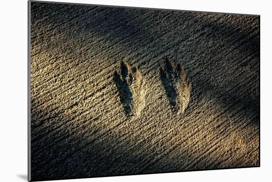 Bird Footprints in the Sand-null-Mounted Photo