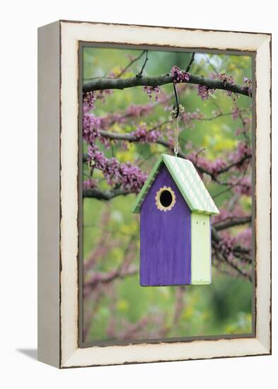 Bird House Nest Box in Eastern Redbud Tree in Spring, Marion, Il-Richard and Susan Day-Framed Premier Image Canvas