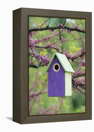 Bird House Nest Box in Eastern Redbud Tree in Spring, Marion, Il-Richard and Susan Day-Framed Premier Image Canvas