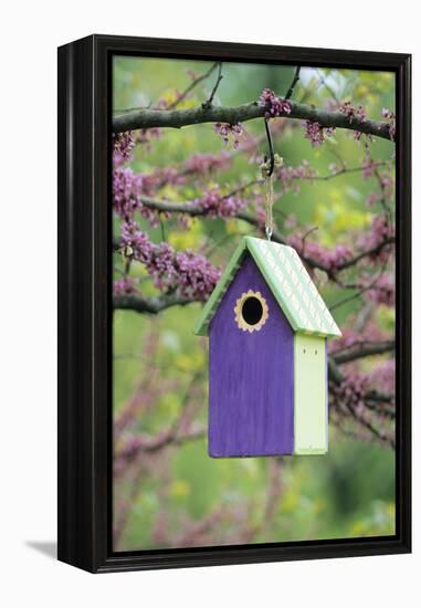 Bird House Nest Box in Eastern Redbud Tree in Spring, Marion, Il-Richard and Susan Day-Framed Premier Image Canvas