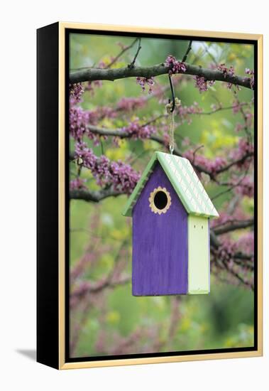 Bird House Nest Box in Eastern Redbud Tree in Spring, Marion, Il-Richard and Susan Day-Framed Premier Image Canvas