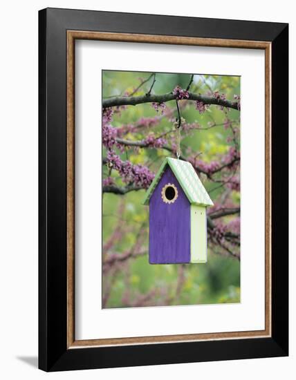 Bird House Nest Box in Eastern Redbud Tree in Spring, Marion, Il-Richard and Susan Day-Framed Photographic Print