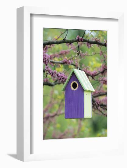 Bird House Nest Box in Eastern Redbud Tree in Spring, Marion, Il-Richard and Susan Day-Framed Photographic Print