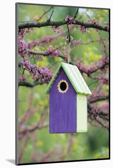 Bird House Nest Box in Eastern Redbud Tree in Spring, Marion, Il-Richard and Susan Day-Mounted Photographic Print