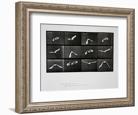 Bird in Flight, Plate 762 from 'Animal Locomotion', 1887-Eadweard Muybridge-Framed Giclee Print