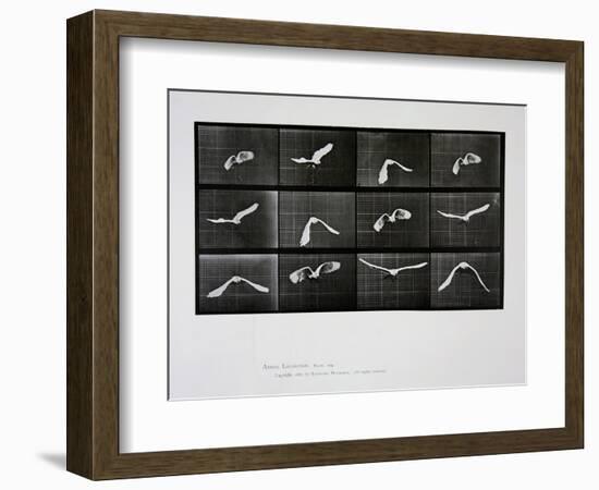 Bird in Flight, Plate 762 from 'Animal Locomotion', 1887-Eadweard Muybridge-Framed Giclee Print