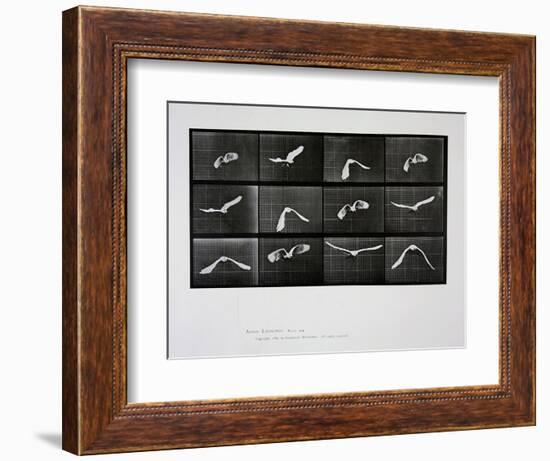 Bird in Flight, Plate 762 from 'Animal Locomotion', 1887-Eadweard Muybridge-Framed Giclee Print