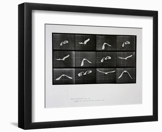 Bird in Flight, Plate 762 from 'Animal Locomotion', 1887-Eadweard Muybridge-Framed Giclee Print