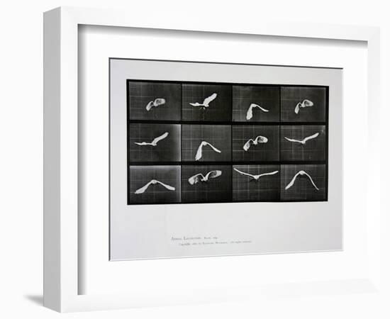 Bird in Flight, Plate 762 from 'Animal Locomotion', 1887-Eadweard Muybridge-Framed Giclee Print