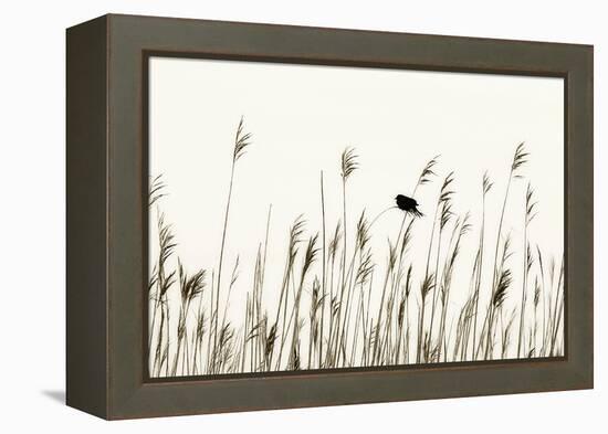 Bird in the Grass 1-Alan Hausenflock-Framed Premier Image Canvas