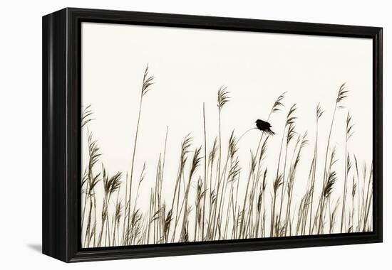 Bird in the Grass 1-Alan Hausenflock-Framed Premier Image Canvas