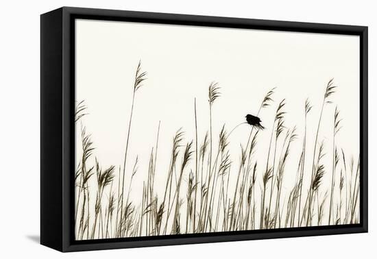 Bird in the Grass 1-Alan Hausenflock-Framed Premier Image Canvas