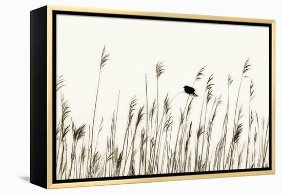 Bird in the Grass 1-Alan Hausenflock-Framed Premier Image Canvas