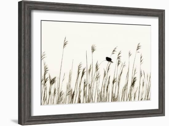 Bird in the Grass 1-Alan Hausenflock-Framed Photographic Print