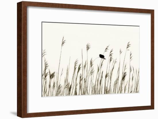 Bird in the Grass 1-Alan Hausenflock-Framed Photographic Print