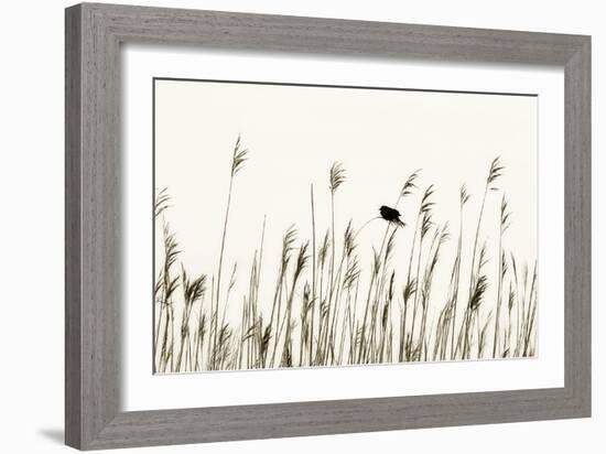 Bird in the Grass 1-Alan Hausenflock-Framed Photographic Print