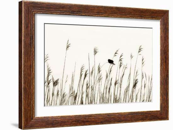 Bird in the Grass 1-Alan Hausenflock-Framed Photographic Print