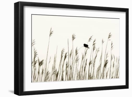 Bird in the Grass 1-Alan Hausenflock-Framed Photographic Print