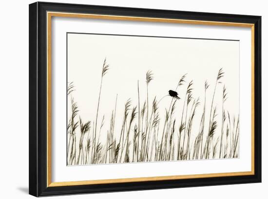 Bird in the Grass 1-Alan Hausenflock-Framed Photographic Print