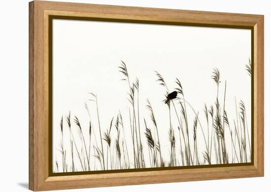 Bird in the Grass 2-Alan Hausenflock-Framed Premier Image Canvas