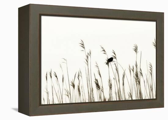 Bird in the Grass 2-Alan Hausenflock-Framed Premier Image Canvas