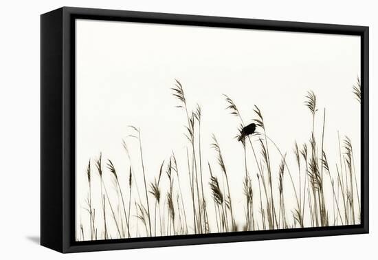 Bird in the Grass 2-Alan Hausenflock-Framed Premier Image Canvas