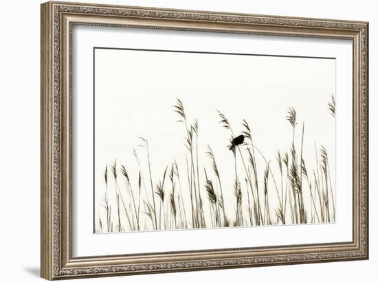 Bird in the Grass 2-Alan Hausenflock-Framed Photographic Print