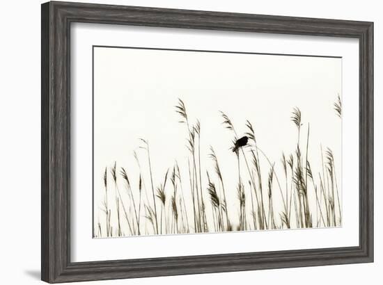 Bird in the Grass 2-Alan Hausenflock-Framed Photographic Print