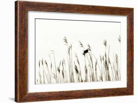 Bird in the Grass 2-Alan Hausenflock-Framed Photographic Print
