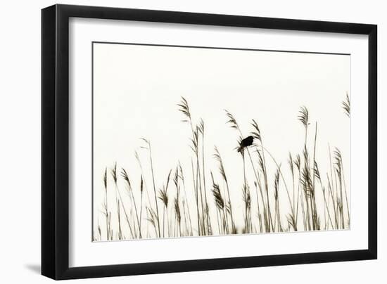 Bird in the Grass 2-Alan Hausenflock-Framed Photographic Print