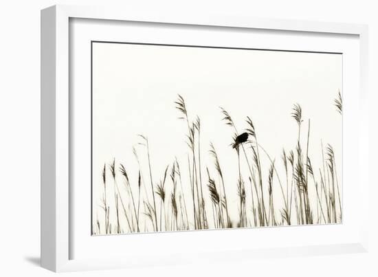 Bird in the Grass 2-Alan Hausenflock-Framed Photographic Print