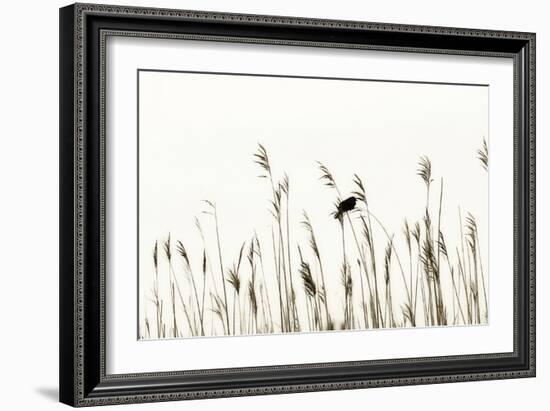 Bird in the Grass 2-Alan Hausenflock-Framed Photographic Print