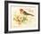 Bird Joy-Gwendolyn Babbitt-Framed Art Print